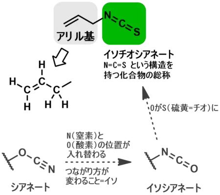 アリルイソチオシアネートという名前の図説