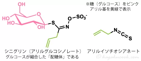 アリルイソチオシアネートを例にグルコシノレートについて図説した画像